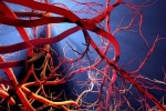 Blood Vessels Stretch updates, Blood Vessels Stretch exercises, how far can blood vessels stretch if laid out end to end, Facts