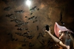 Wuhan CDC study, Wuhan CDC facts, a sensational video of scientists of wuhan cdc collecting samples in bat caves, Wuhan cdc news