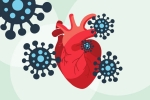 COVID-19, human heart, covid 19 can lead to heart complications not found in any other disease study, Relaxations